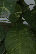 Load image into Gallery viewer, Green Fresh &amp; Decorative Plants - GS Productions
