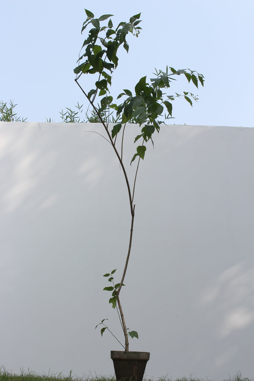 Green Fresh & Decorative Plants - GS Productions