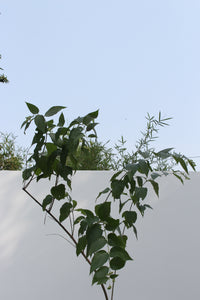 Green Fresh & Decorative Plants - GS Productions