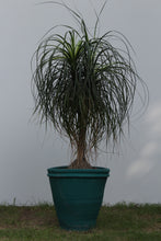 Load image into Gallery viewer, Green Fresh &amp; Decorative Plants - GS Productions
