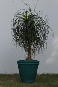 Green Fresh & Decorative Plants - GS Productions