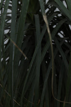 Load image into Gallery viewer, Green Fresh &amp; Decorative Plants - GS Productions
