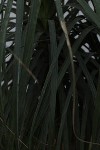 Green Fresh & Decorative Plants - GS Productions