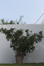 Load image into Gallery viewer, Green Fresh &amp; Decorative Plants - GS Productions
