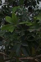 Load image into Gallery viewer, Green Fresh &amp; Decorative Plants - GS Productions

