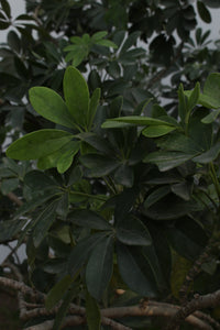 Green Fresh & Decorative Plants - GS Productions