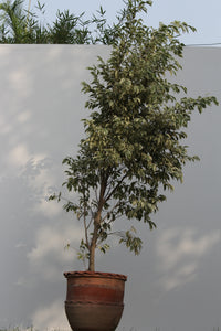 Green Fresh & Decorative Plants - GS Productions