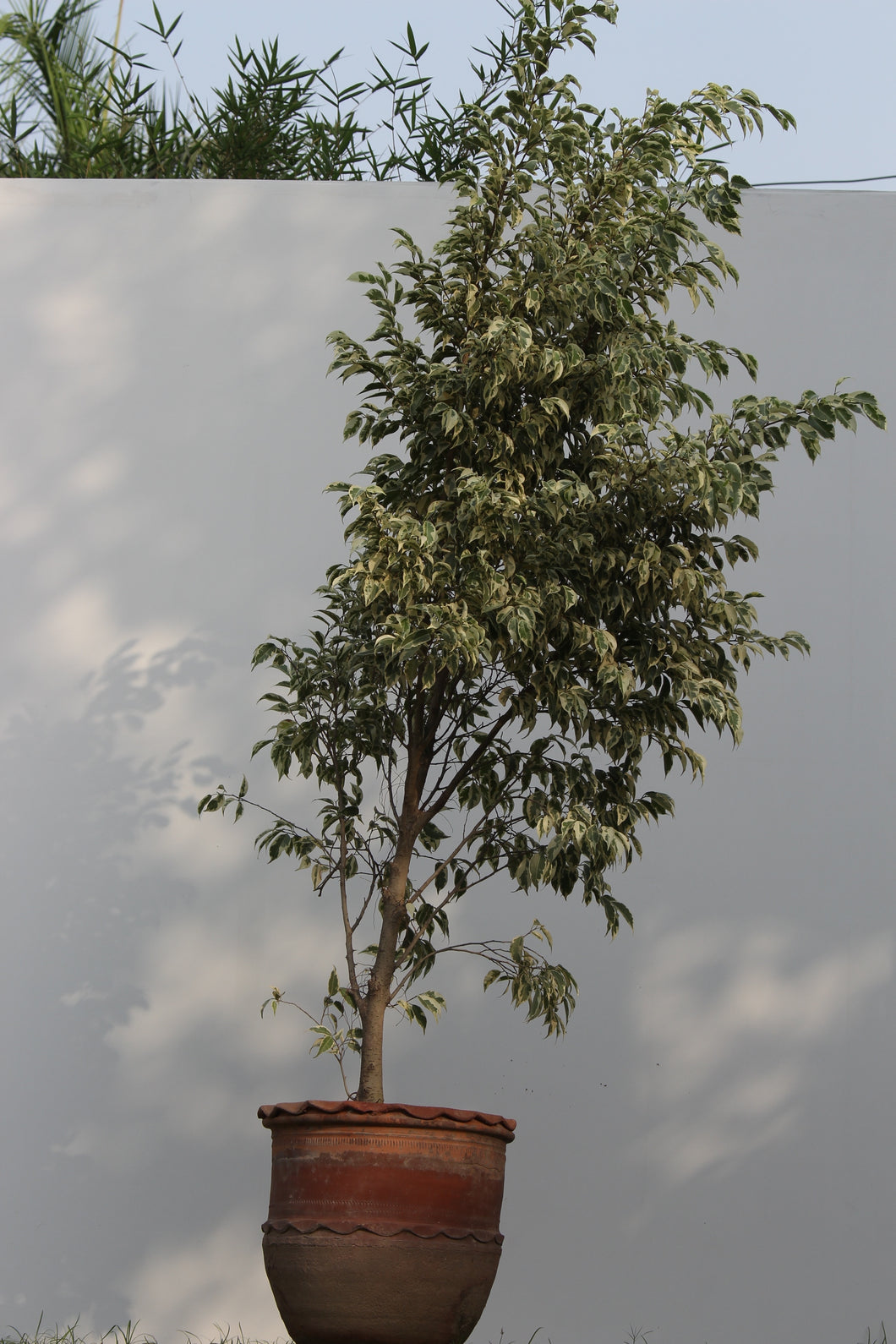 Green Fresh & Decorative Plants - GS Productions