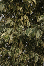 Load image into Gallery viewer, Green Fresh &amp; Decorative Plants - GS Productions

