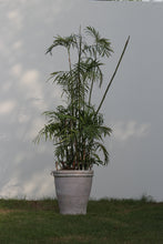 Load image into Gallery viewer, Green Fresh &amp; Decorative Plants - GS Productions
