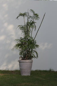 Green Fresh & Decorative Plants - GS Productions
