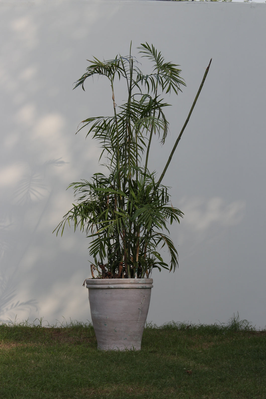 Green Fresh & Decorative Plants - GS Productions