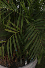Load image into Gallery viewer, Green Fresh &amp; Decorative Plants - GS Productions
