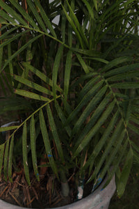 Green Fresh & Decorative Plants - GS Productions