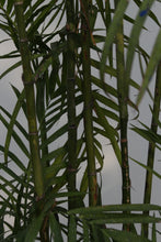 Load image into Gallery viewer, Green Fresh &amp; Decorative Plants - GS Productions
