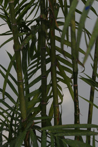 Green Fresh & Decorative Plants - GS Productions