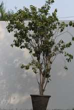 Load image into Gallery viewer, Green Fresh &amp; Decorative Plants - GS Productions
