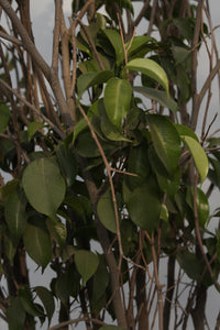 Green Fresh & Decorative Plants - GS Productions