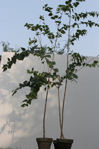 Green Fresh & Decorative Plants - GS Productions