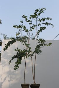 Green Fresh & Decorative Plants - GS Productions