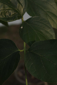 Green Fresh & Decorative Plants - GS Productions