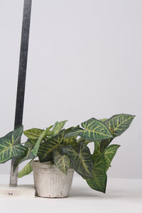 White Artificial Decorative Plants - GS Productions
