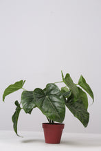 Load image into Gallery viewer, Red Artificial Decorative Plants - GS Productions
