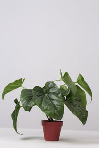 Red Artificial Decorative Plants - GS Productions