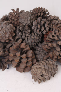 Brown Dried Pine Cones (15 Pieces) - GS Productions