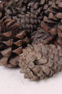 Brown Dried Pine Cones (15 Pieces) - GS Productions