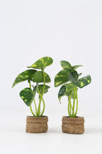 Load image into Gallery viewer, Set of 2 Brown Jute Small Planter with Artificial Green Plant 2&quot; x 6&quot; - GS Productions
