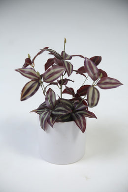 Tradescantia zebrina Artificial potted plant. - GS Productions